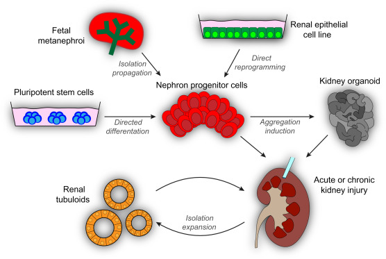 Exploring our Cellular Therapy and Stem Cells for Kidneys and Renal Diseases with Renal Progenitor Stem Cells: Diverse Sources for Kidney Repair and Regeneration at our DrStemCellsThailand's Anti-Aging and Regenerative Medicine Center of Thailand