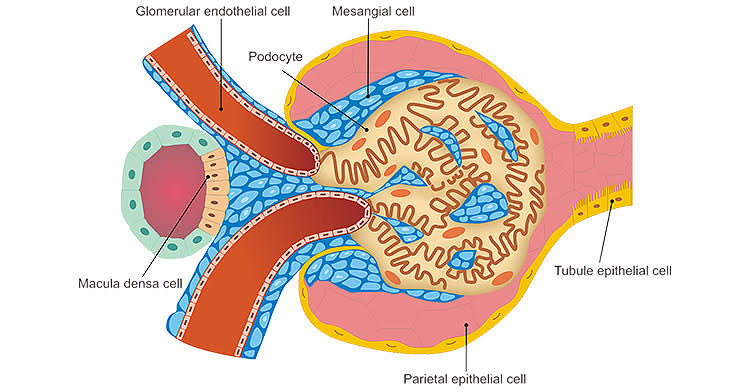 Renal Tubular Epithelial Cells: These cells line the renal tubules and are involved in the reabsorption and secretion of substances filtered by the glomeruli. They include proximal tubule cells, distal tubule cells, and collecting duct cells.