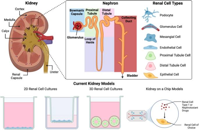 These are some of the main cell types found in the kidneys, each with specific functions crucial for kidney physiology and homeostasis. Dysfunction or damage to these cells can lead to various kidney diseases and disorders.