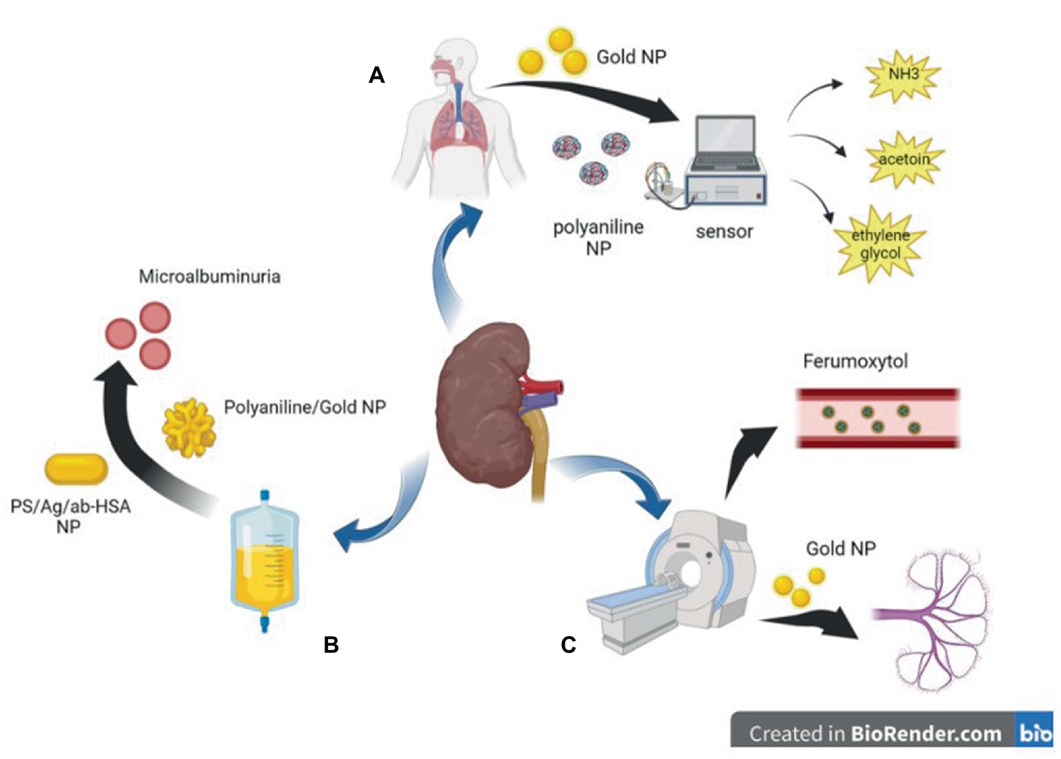 Stem Cell Encapsulation: Cellular Therapy and Stem Cells for Kidneys and Renal Diseases can be encapsulated within biocompatible materials to protect them from immune rejection and enhance their retention within the kidney. This encapsulation allows for sustained release of therapeutic factors, prolonging the therapeutic effect of stem cell therapy.