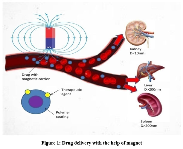 Functionalized Nanoparticles: Nanoparticles can be functionalized with targeting ligands that specifically bind to receptors expressed on kidney cells. These nanoparticles serve as carriers for Cellular Therapy and Stem Cells for Kidneys and Renal Diseases, facilitating their transport across biological barriers and improving their accumulation within the kidney.