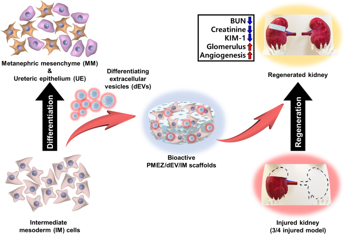 Magnetic Targeting: Cellular Therapy and Stem Cells for Kidneys and Renal Diseases can be labeled with magnetic nanoparticles and guided to the kidney using an external magnetic field. This approach allows for non-invasive and site-specific delivery of stem cells, increasing their homing efficiency and therapeutic efficacy.