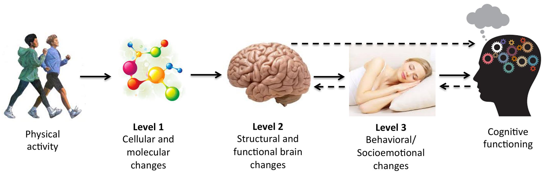 5. Enhancement of Physical Functioning

- Mechanism: Physical therapy includes exercises that improve cardiovascular fitness, muscle strength, flexibility, and balance. This comprehensive approach addresses the multifaceted physical decline seen in CKD.

- Evidence: Studies have demonstrated that exercise programs tailored for CKD patients can significantly improve physical performance and functional capacity .

- Benefit: Improved physical functioning enables patients to perform daily activities more effectively and independently, reducing the burden on caregivers and healthcare systems.