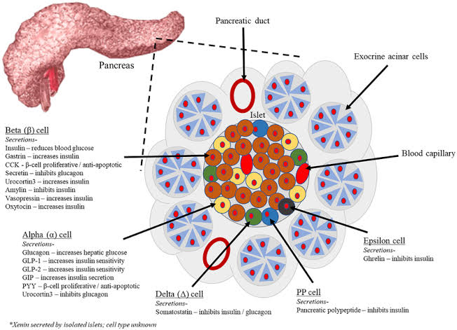 An Overview of Its Diverse Cellular Composition as part of our Cellular Therapy and Stem Cells for Pancreatic Diseases at DrStemCellsThailand's Anti-Aging and Regenerative Medicine Center of Thailand