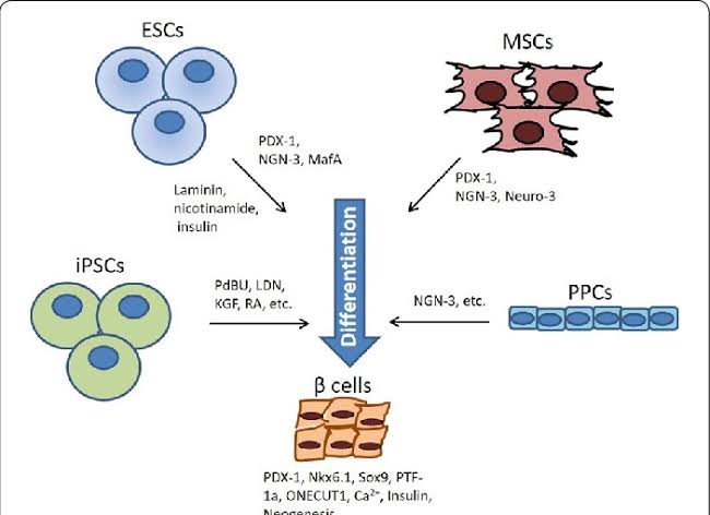 Revolutionizing Pancreas Health: Harnessing Pancreatic Islet Beta-Cell Progenitor Stem Cells (PIBC-PSCs) for Advanced Pancreas Regeneration as part of our Cellular Therapy and Stem Cells for Pancreatic Diseases at DrStemCellsThailand's Anti-Aging and Regenerative Medicine Center of Thailand