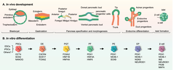 Cellular Therapy and Stem Cells for Pancreatic Diseases, particularly employing Pancreatic Islet Beta-Cell Progenitor Stem Cells (PIBC-PSCs), have emerged as a promising strategy for tackling the challenges associated with all kinds of pancreatic diseases of international patients around the world.