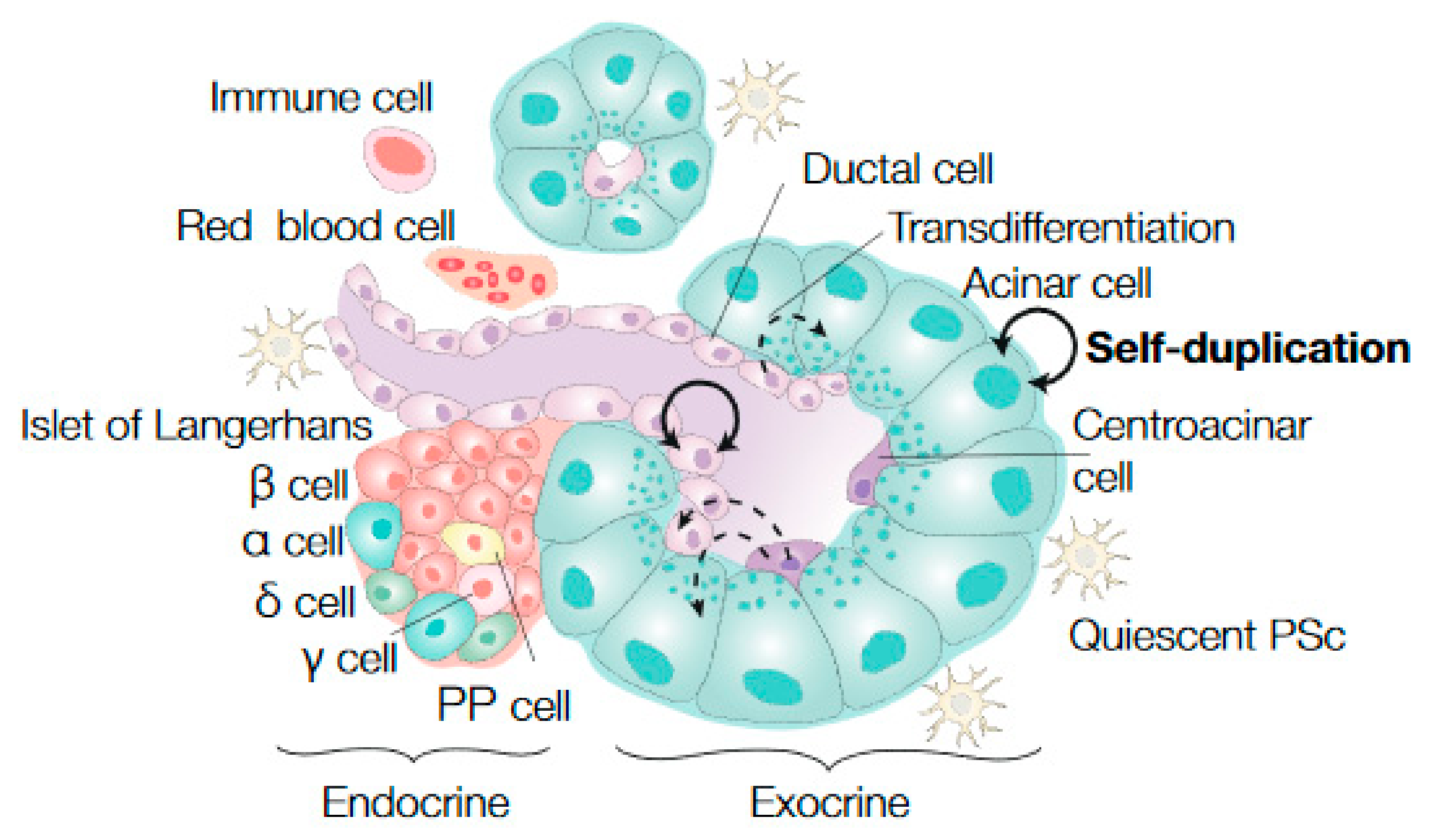 Potential therapeutic applications of Cellular Therapy and Stem Cells for Pancreatic Diseases utilizing Pancreatic Islet Beta-Cell Progenitor Stem Cells (PIBC-PSCs) at DrStemCellsThailand's Anti-Aging and Regenerative Medicine Center of Thailand