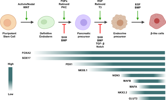 Our Cellular Therapy and Stem Cells for Pancreatic Diseases using PIBC-PCs differentiate into mature beta cells within the pancreatic islets, replenishing the beta cell population and restoring insulin production.