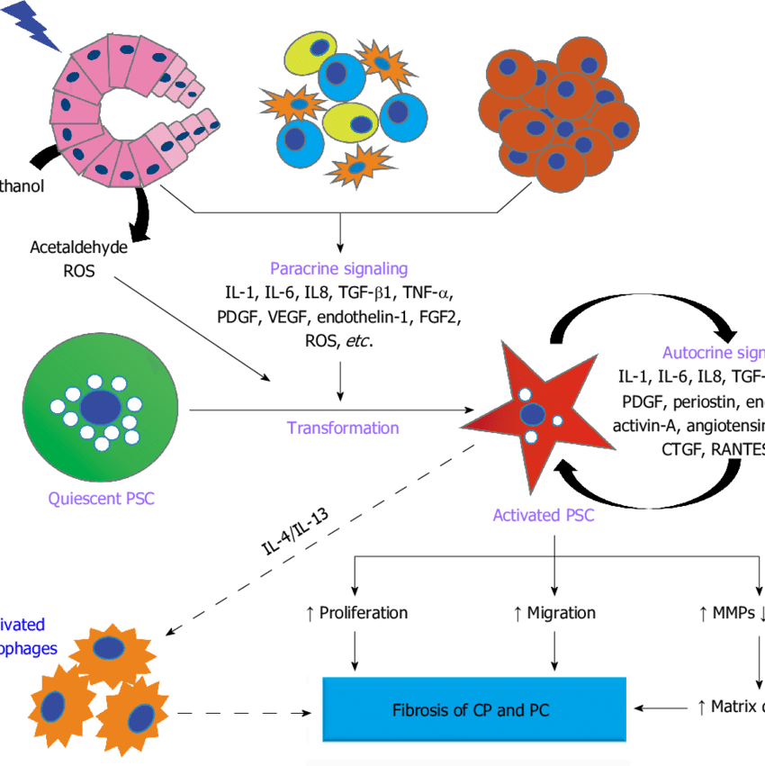 Paracrine Effects: These Cellular Therapy and Stem Cells for Pancreatic Diseases secrete growth factors, cytokines, and extracellular vesicles that modulate the local microenvironment, promote tissue repair, and reduce inflammation within the pancreas.