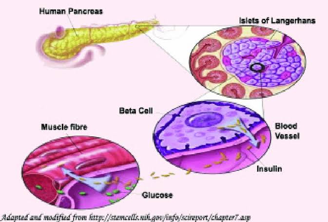 The pancreas, an enigmatic organ nestled within the abdomen, serves as a linchpin in the intricate machinery of metabolism and digestion. Comprising both endocrine and exocrine components, the pancreas orchestrates the production of insulin and other vital hormones essential for regulating blood sugar levels, as well as digestive enzymes crucial for nutrient absorption. 