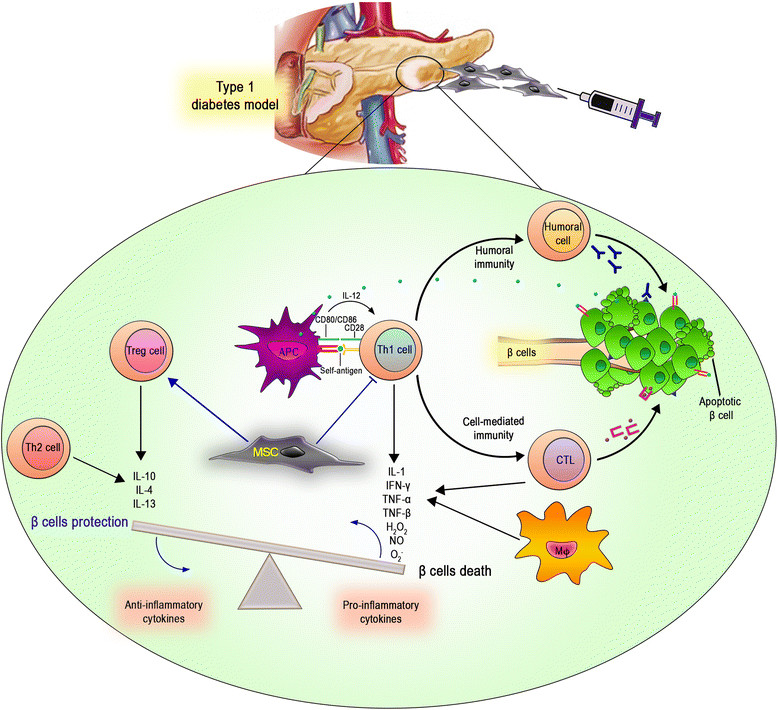 - Immunomodulation: Cellular Therapy and Stem Cells for Pancreatic Diseases using PIBC-PSCs regulate immune responses within the pancreatic tissue, suppressing inflammation and promoting immune tolerance to facilitate tissue regeneration and functional recovery.