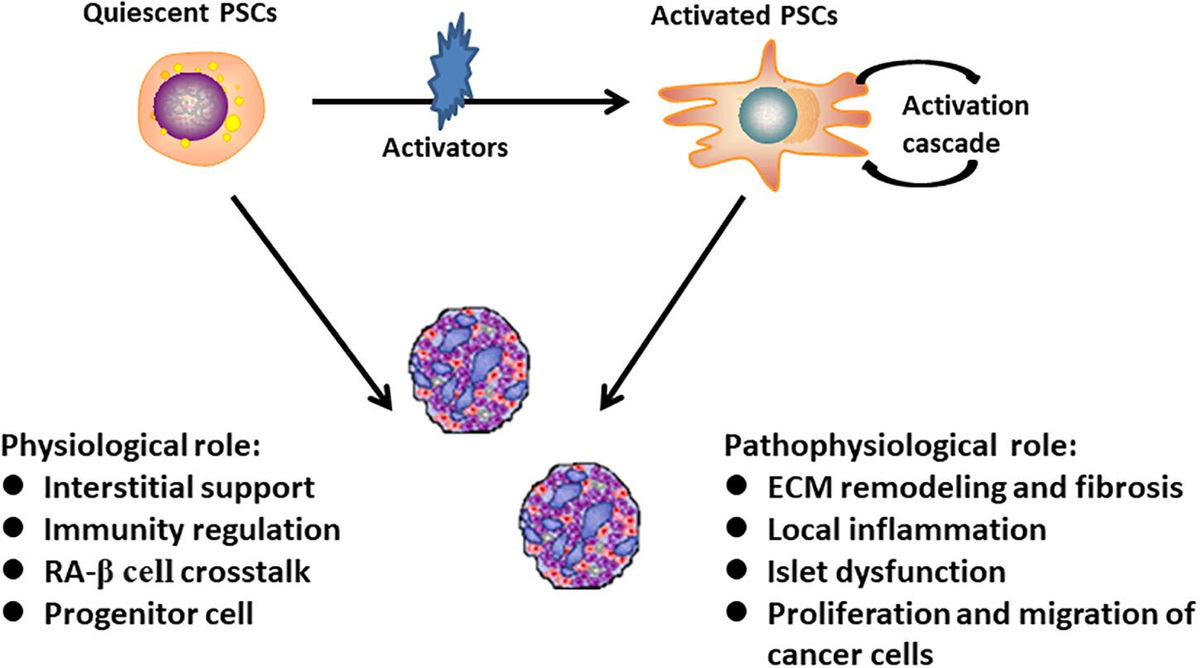 How Transplanted Pancreatic Stem Cells Facilitate Pancreatic Repair and Remodeling as part of Cellular Therapy and Stem Cells for Pancreatic Diseases at Our Anti-Aging and Regenerative Medicine Center of Thailand