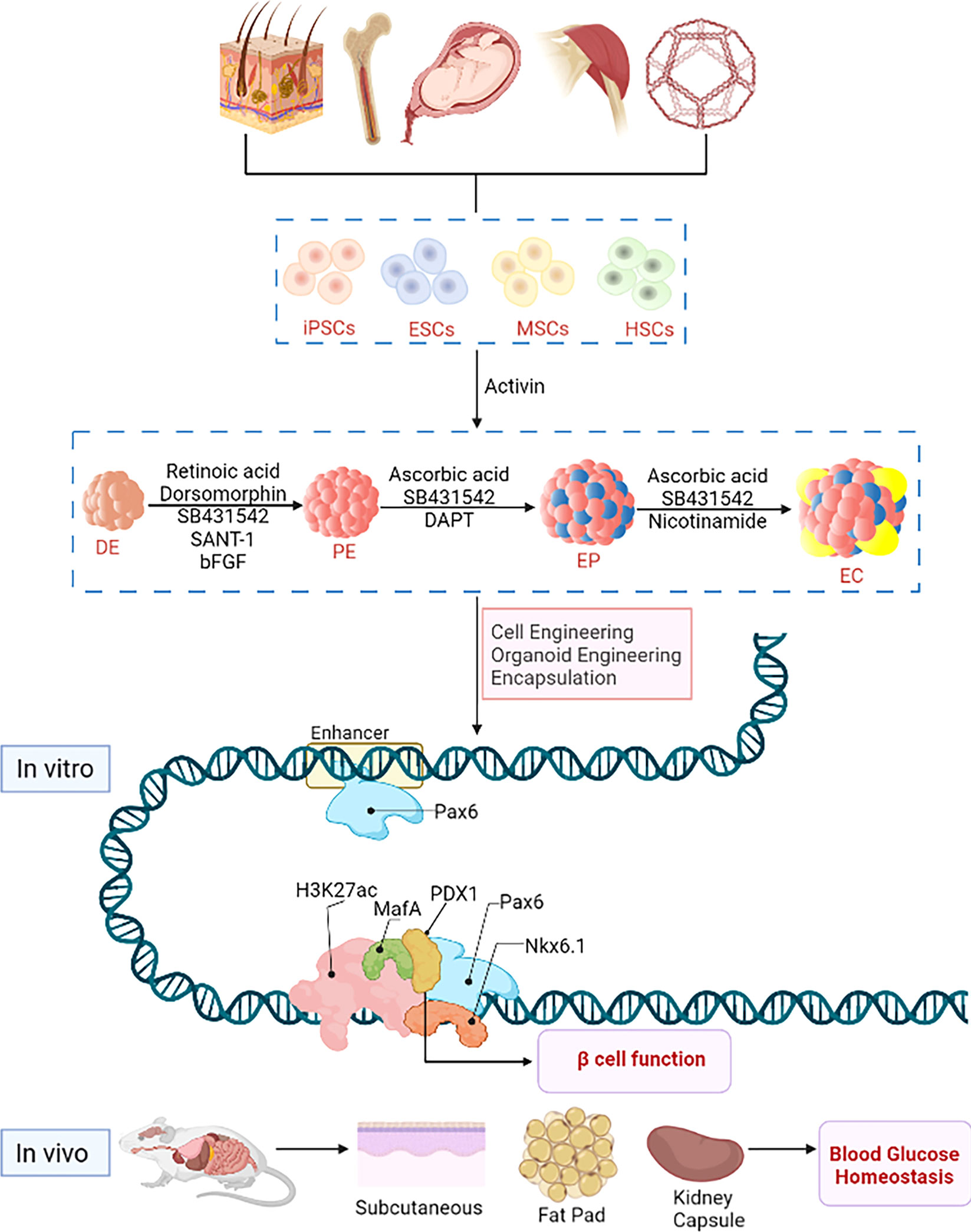 Expanding Sources for Pancreatic Islet Beta Cell Progenitor Stem Cells: Diverse Avenues for Therapeutic Advancement as part of Cellular Therapy and Stem Cells for Pancreatic Diseases