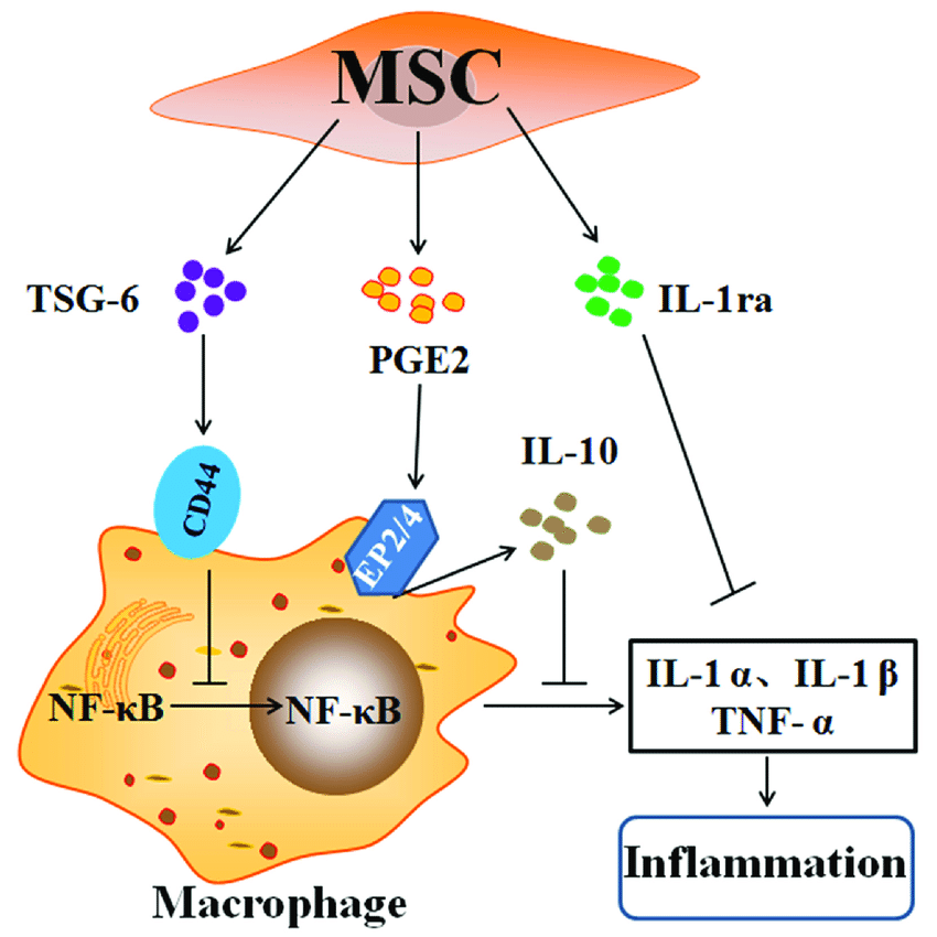 Pioneering Pancreatic Regenerative Therapies: Harnessing the Power of Pancreatic Islet Beta Cell Progenitor Stem Cells (PIBC-PSCs) as part of Cellular Therapy and Stem Cells for Pancreatic Diseases with the goal of Improving Patient Care