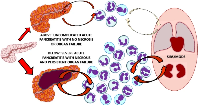 Assessing Treatment Response at Our Anti-Aging and Regenerative Medicine Center of Thailand: Pancreatic Biomarkers Post Pancreatic Islet Beta Cell Progenitor Stem Cells (PIBC-PSCs) Therapy