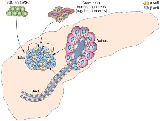 our Cellular Therapy and Stem Cells for Pancreatic Diseases holds immense promise for transforming the landscape of pancreatic disease treatment. By learning from past failures and embracing the spirit of innovation