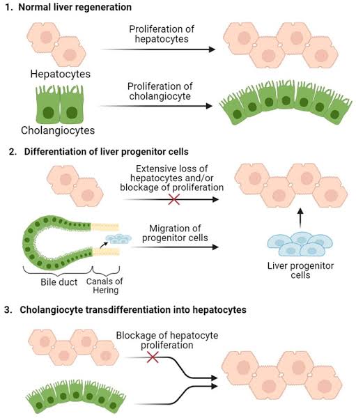 Cellular Therapy and Stem Cells for Liver Diseases, particularly utilizing Biliary and Hepatic Progenitor Stem Cells, have emerged as a promising avenue for addressing the challenges associated with chronic liver diseases. 