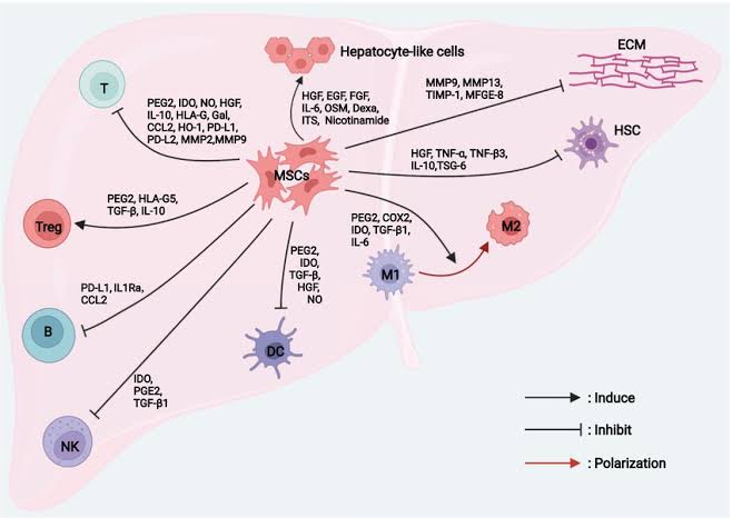 our Cellular Therapy and Stem Cells for Liver Diseases: The Potent Mechanisms of Biliary, Hepatic, and Cholangiocyte Progenitor Stem Cells at DrStemCellsThailand's Anti-Aging and Regenerative Medicine Center of Thailand