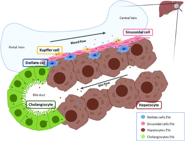 The liver is a complex organ composed of various cell types that work together to perform its numerous functions.