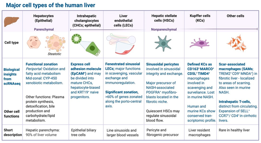 These cell types in the liver work together in a highly coordinated manner to maintain liver function, regulate metabolism, detoxify the blood, and participate in immune responses within the liver